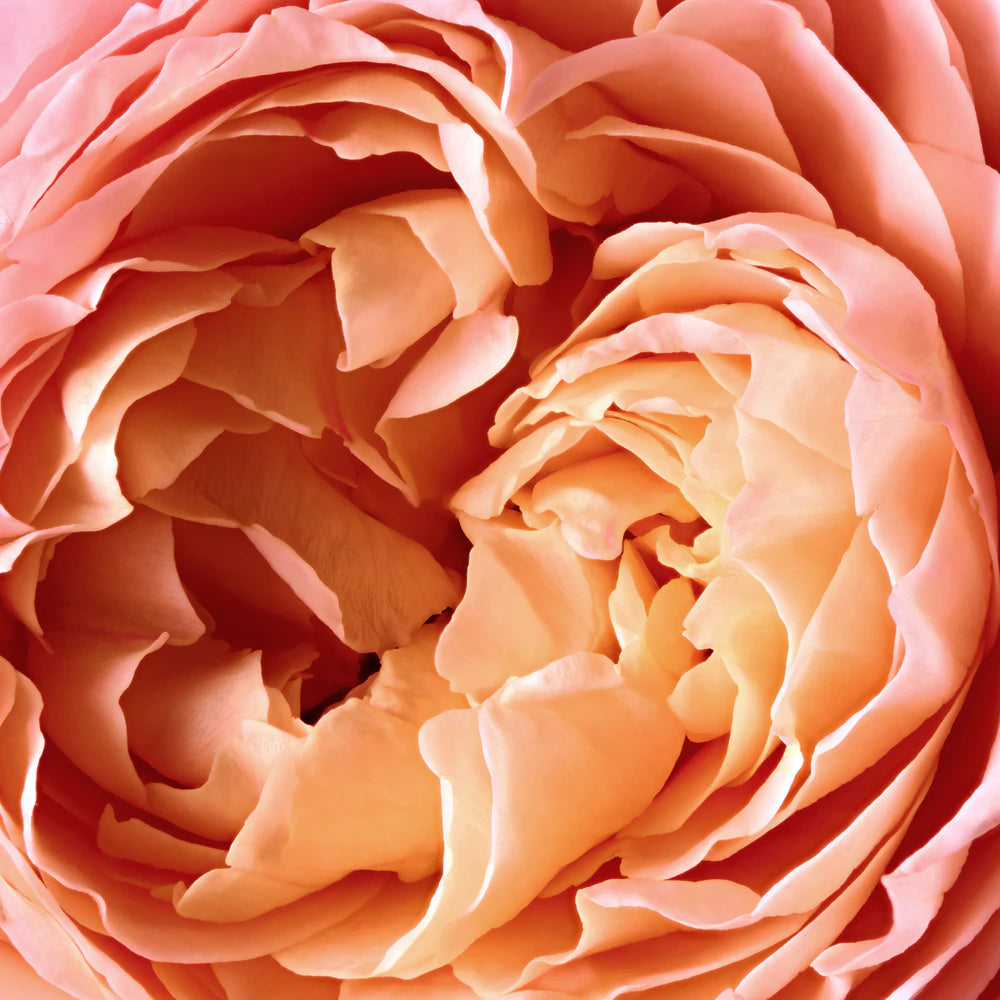 Rose Tentation - Reminiscence