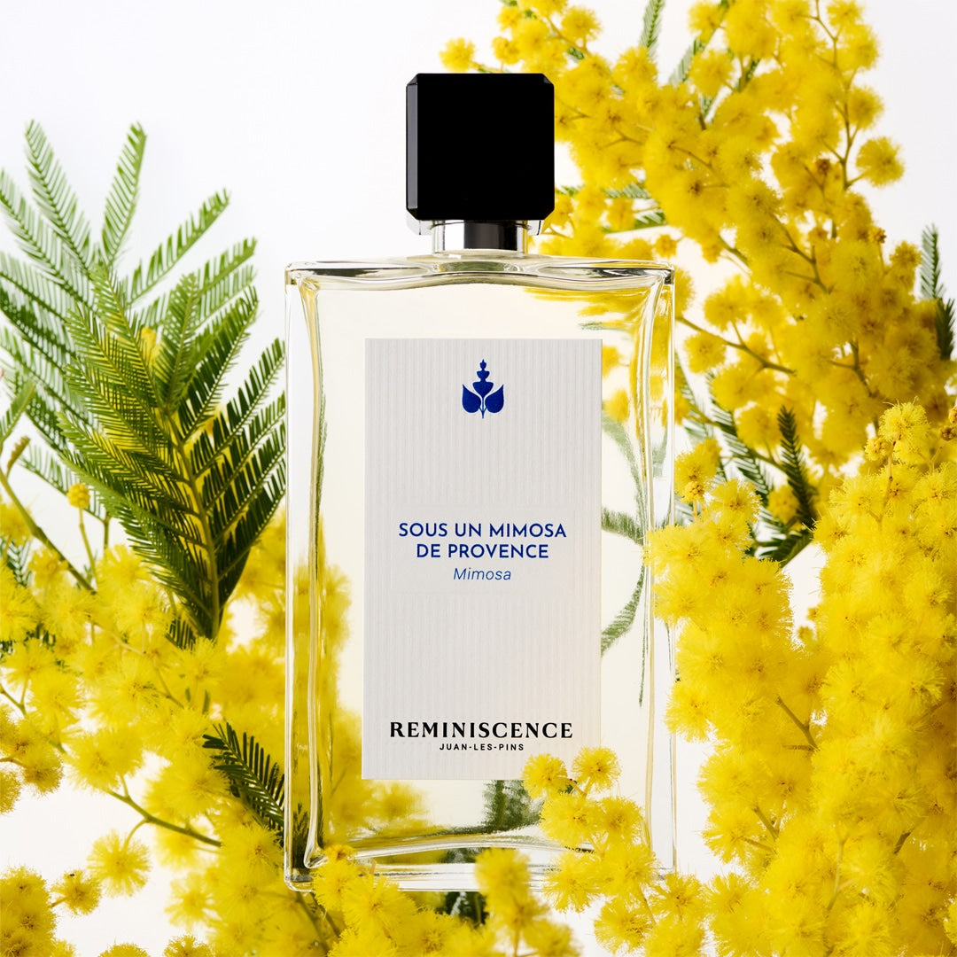 Sous un Mimosa de Provence - Reminiscence